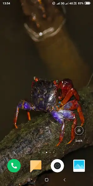 Play Crab Wallpaper as an online game online Crab Wallpaper with UptoPlay Play Crab Wallpaper as an online game Crab Wallpaper with UptoPlay