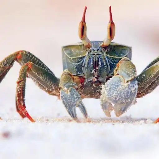 Play Crab Wallpapers HD APK