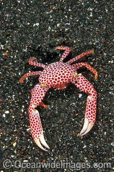 Play Crab Wallpapers HD and enjoy Crab Wallpapers HD with UptoPlay Play Crab Wallpapers HD and enjoy Crab Wallpapers HD with UptoPlay