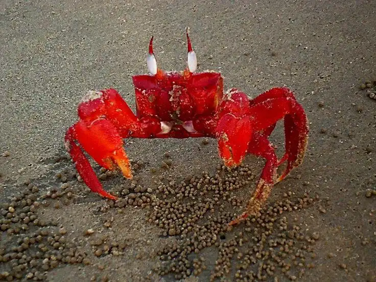 Play Crab Wallpapers HD as an online game online Crab Wallpapers HD with UptoPlay com.wCrabWallpapersHD_10600310 Play Crab Wallpapers HD as an online game Crab Wallpapers HD with UptoPlay
