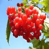 Free play online Cranberries For Health APK