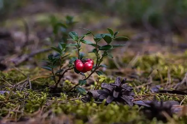 Play Cranberries For Health