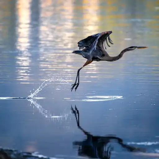 Free play online Crane Bird Sounds APK Free play online Crane Bird Sounds APK