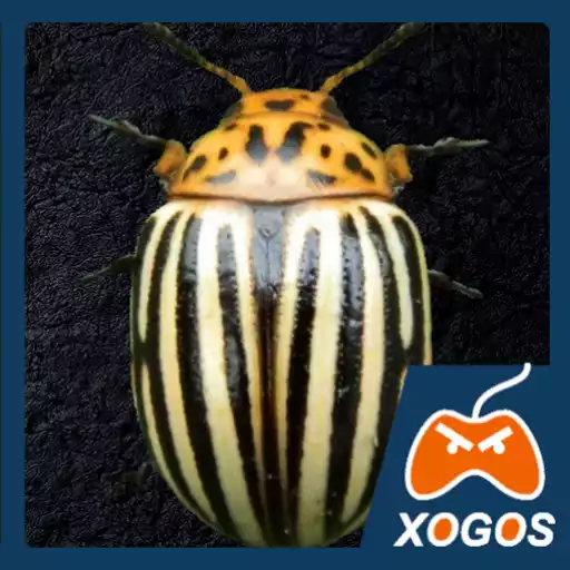 Run free android online Crash of Colorado Potato Beetle APK Run free android online Crash of Colorado Potato Beetle APK