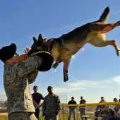 Free play online Crazy Attack Dog Live WP APK