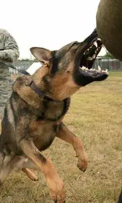 Play Crazy Attack Dog Live WP Play Crazy Attack Dog Live WP