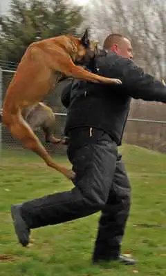 Play Crazy Attack Dog Live WP Play Crazy Attack Dog Live WP