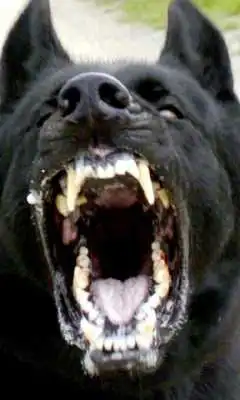 Play Crazy Attack Dog Live WP Play Crazy Attack Dog Live WP
