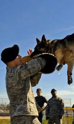 Play Crazy Attack Dog Live WP Play Crazy Attack Dog Live WP