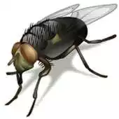 Free play online Crazy Flies APK