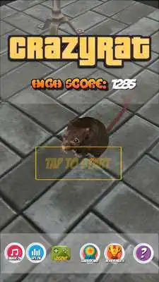 Play Crazy Rat