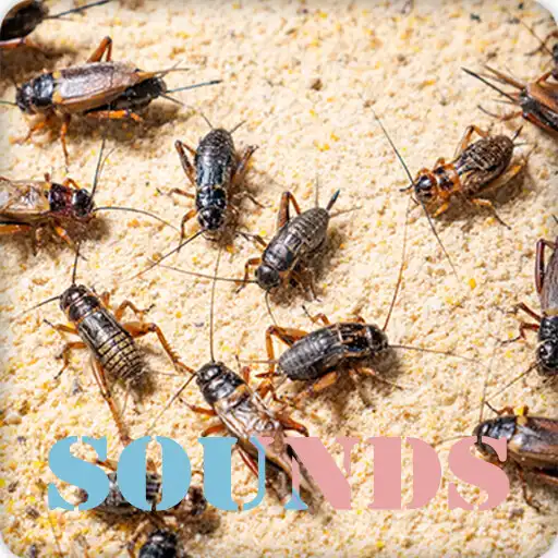 Play Cricket Insect Sound Ringtones APK
