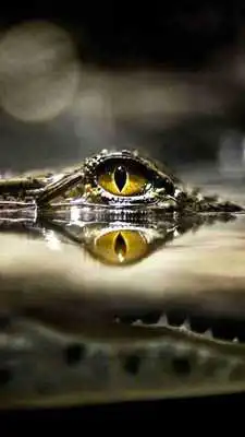 Play Crocodile HD Wallpapers