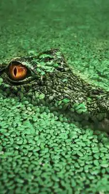 Play Crocodile HD Wallpapers