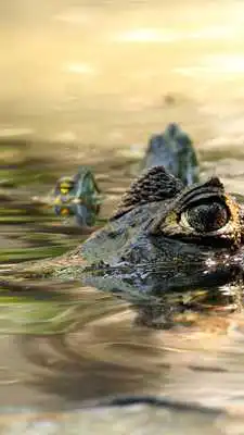 Play Crocodile HD Wallpapers