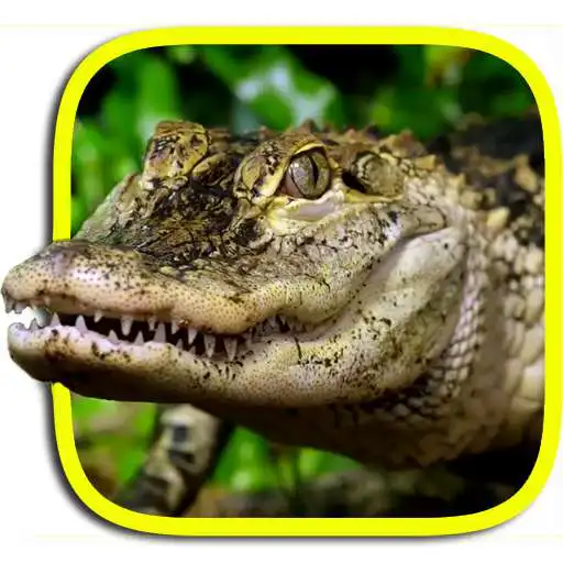 Free play online Crocodile live wallpaper APK Free play online Crocodile live wallpaper APK