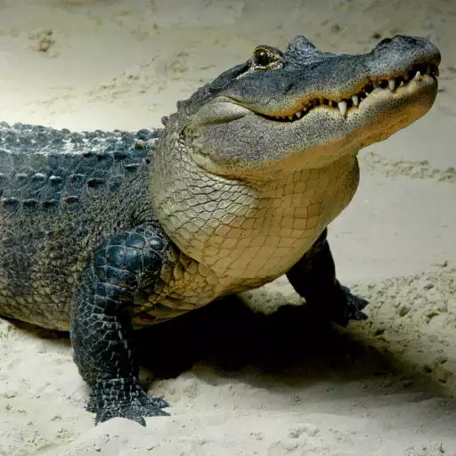 Play Crocodile Sounds APK