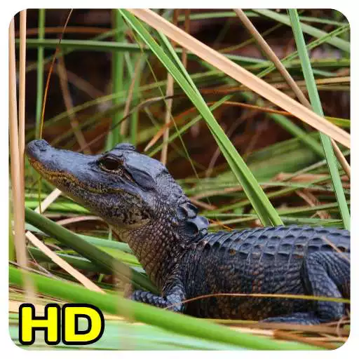 Play Crocodile Wallpaper APK