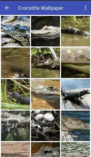 Play Crocodile Wallpaper as an online game online Crocodile Wallpaper with UptoPlay Play Crocodile Wallpaper as an online game Crocodile Wallpaper with UptoPlay