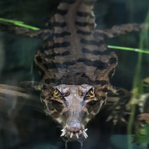 Free play online Crocodile wallpapers APK