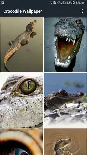 Play Crocodile wallpapers