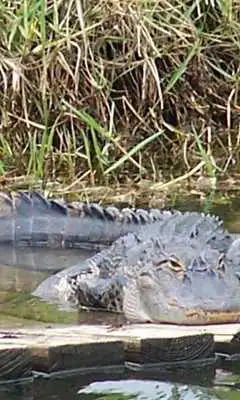 Play Crocodile wallpapers