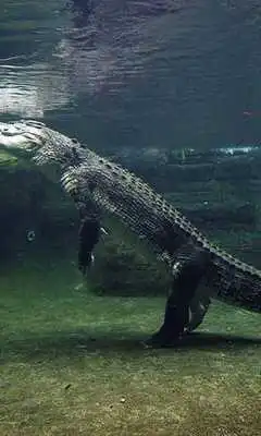 Play Crocodile wallpapers