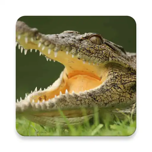 Play Crocs In Space APK