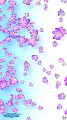 Play Crocus Bloom Colorful Buds on Spring Wind Play Crocus Bloom Colorful Buds on Spring Wind