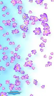 Play Crocus Bloom Colorful Buds on Spring Wind Play Crocus Bloom Colorful Buds on Spring Wind