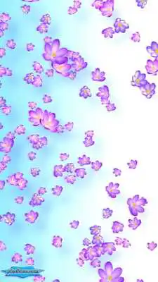 Play Crocus Bloom Colorful Buds on Spring Wind Play Crocus Bloom Colorful Buds on Spring Wind