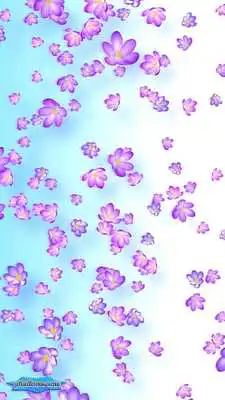 Play Crocus Bloom Colorful Buds on Spring Wind Play Crocus Bloom Colorful Buds on Spring Wind