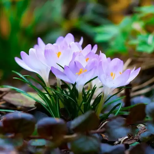 Play Crocus Wallpapers APK Play Crocus Wallpapers APK