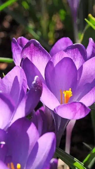 Play Crocus Wallpapers  and enjoy Crocus Wallpapers with UptoPlay