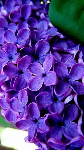 Play Crocus Wallpapers as an online game Crocus Wallpapers with UptoPlay