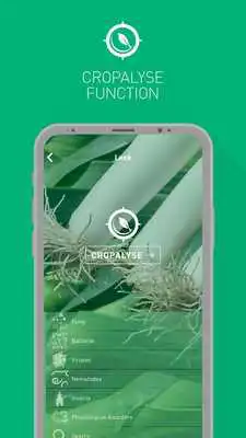 Play Cropalyser