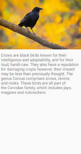 Play Crow Bird Fact  and enjoy Crow Bird Fact with UptoPlay