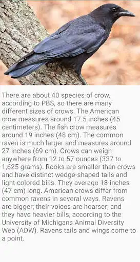 Play Crow Bird Fact as an online game Crow Bird Fact with UptoPlay