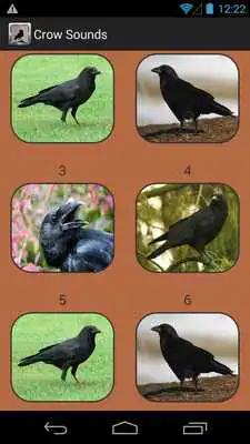 Play Crow Sound Collection