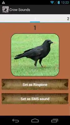 Play Crow Sound Collection
