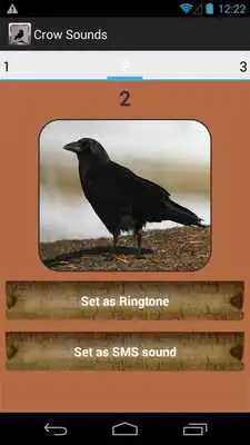 Play Crow Sound Collection