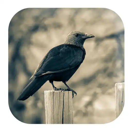 Play Crow Sounds APK