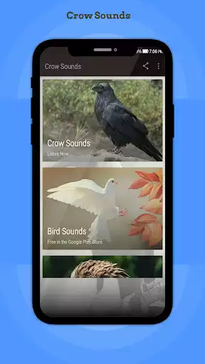 Play Crow Sounds  and enjoy Crow Sounds with UptoPlay