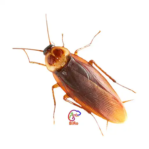Play Crushes Bugs APK