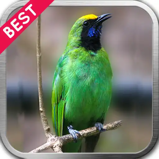 Play Cucak Ijo Berkicau APK