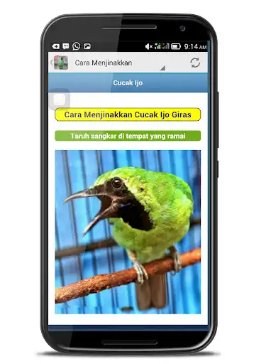 Play Cucak Ijo Berkicau as an online game online Cucak Ijo Berkicau with UptoPlay com.andromo.dev468896.app479179 Play Cucak Ijo Berkicau as an online game Cucak Ijo Berkicau with UptoPlay