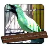 Free play online Cucak Ijo Gacor Mp3 APK