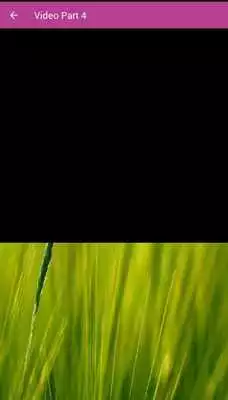 Play Cucak Ijo Gacor Mp3 Play Cucak Ijo Gacor Mp3