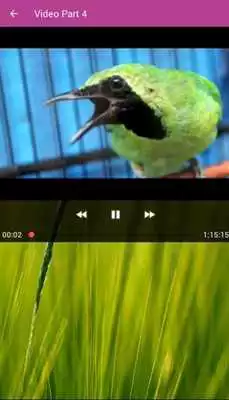 Play Cucak Ijo Gacor Mp3 Play Cucak Ijo Gacor Mp3