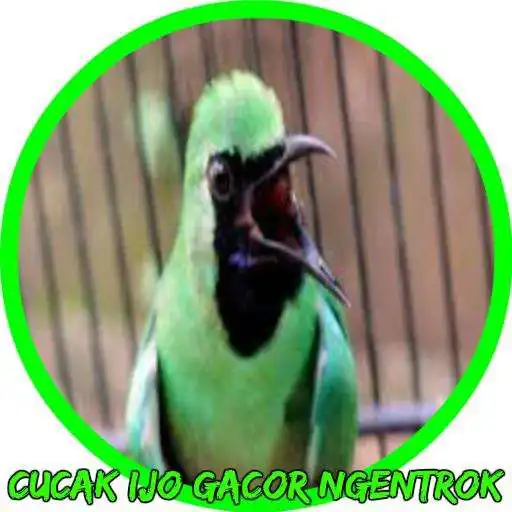 Play Cucak Ijo Gacor Ngentrok Offline APK Play Cucak Ijo Gacor Ngentrok Offline APK